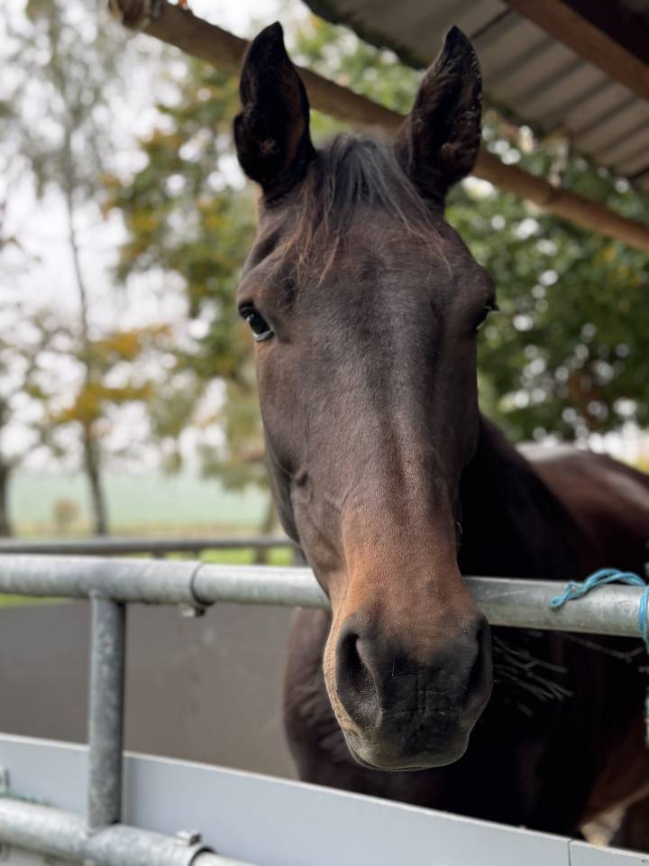 Gelding Selle Français For sale 2021 Bay