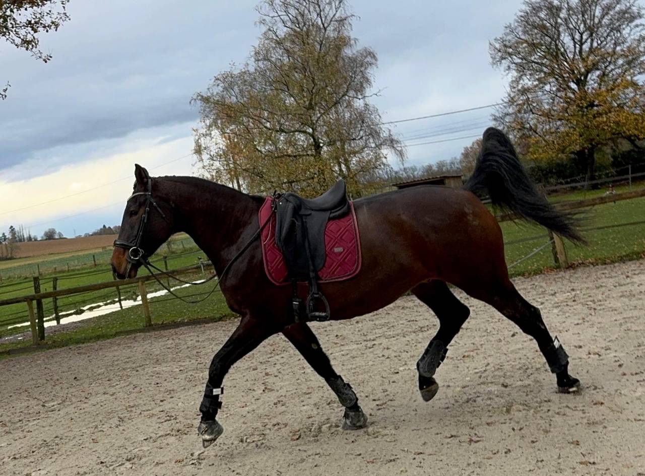 Gelding Selle Français For sale 2021 Bay