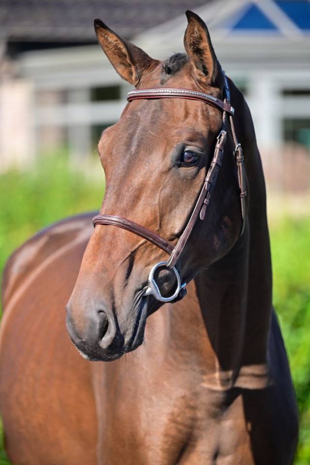 Gelding Irish Sport Horse For sale 2020 Bay