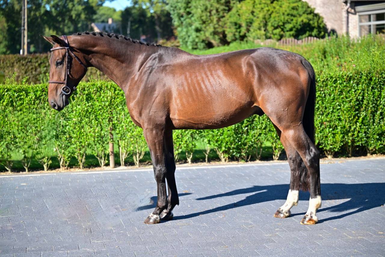 Gelding Irish Sport Horse For sale 2020 Bay