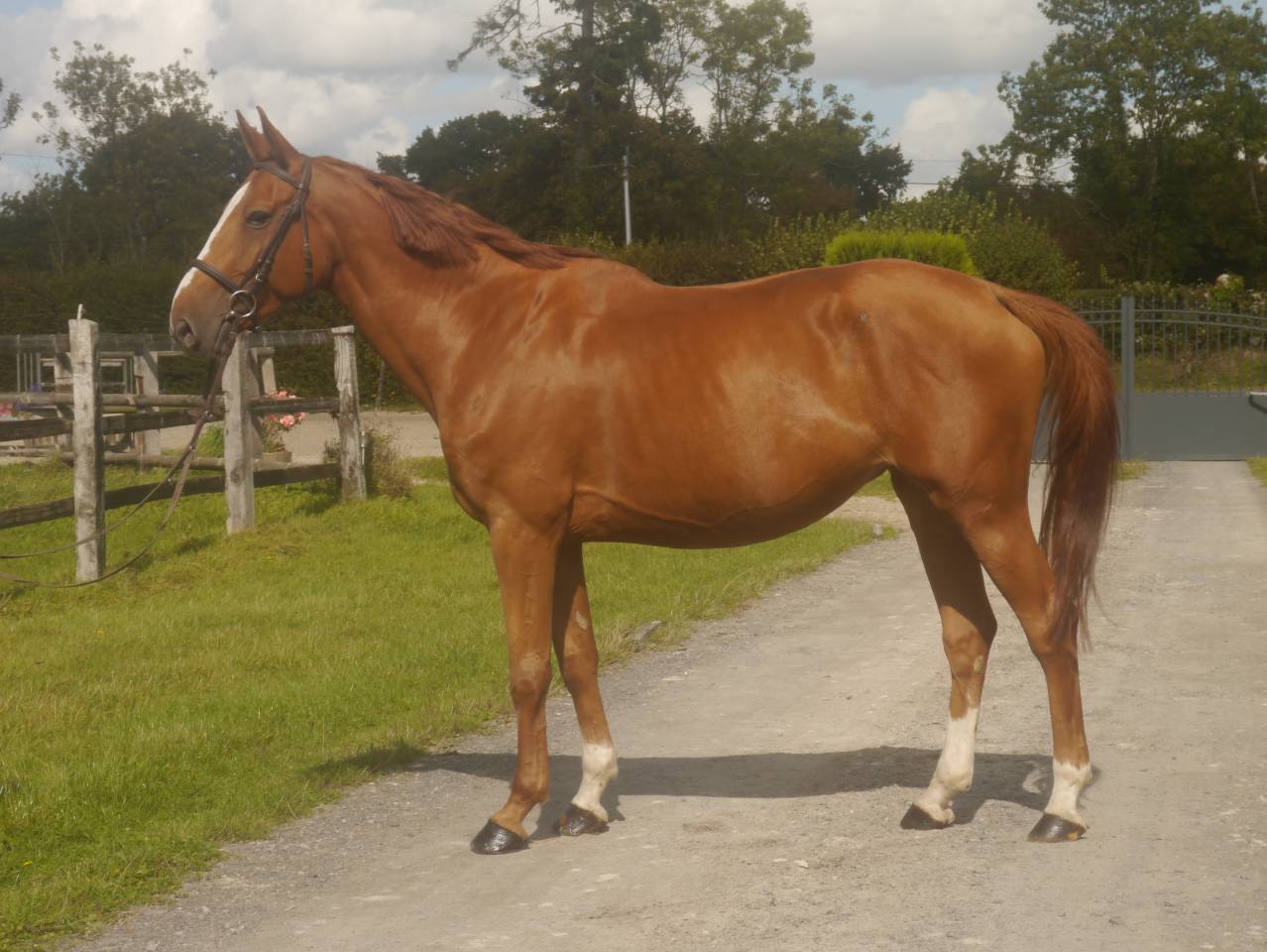 Mare sBs Belgian Warmblood For loan 2018 Chesnut