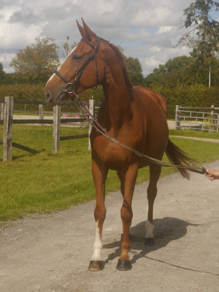 Mare sBs Belgian Warmblood For loan 2018 Chesnut