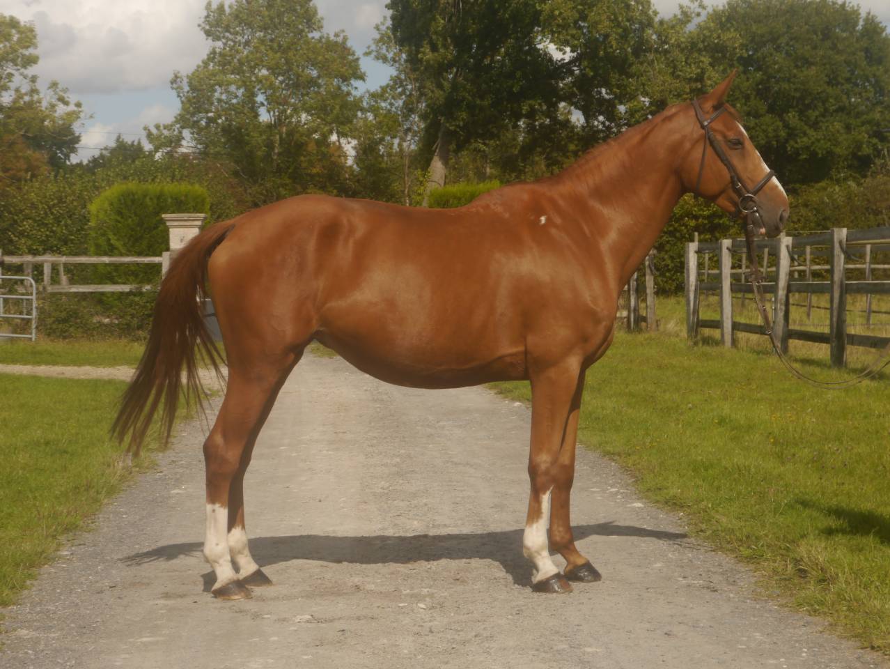Mare sBs Belgian Warmblood For loan 2018 Chesnut