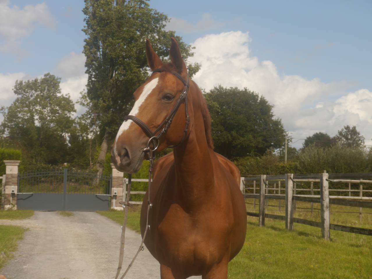 Mare sBs Belgian Warmblood For loan 2018 Chesnut