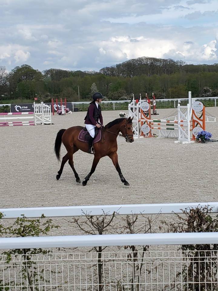 Mare Selle Français For sale 2019 Bay