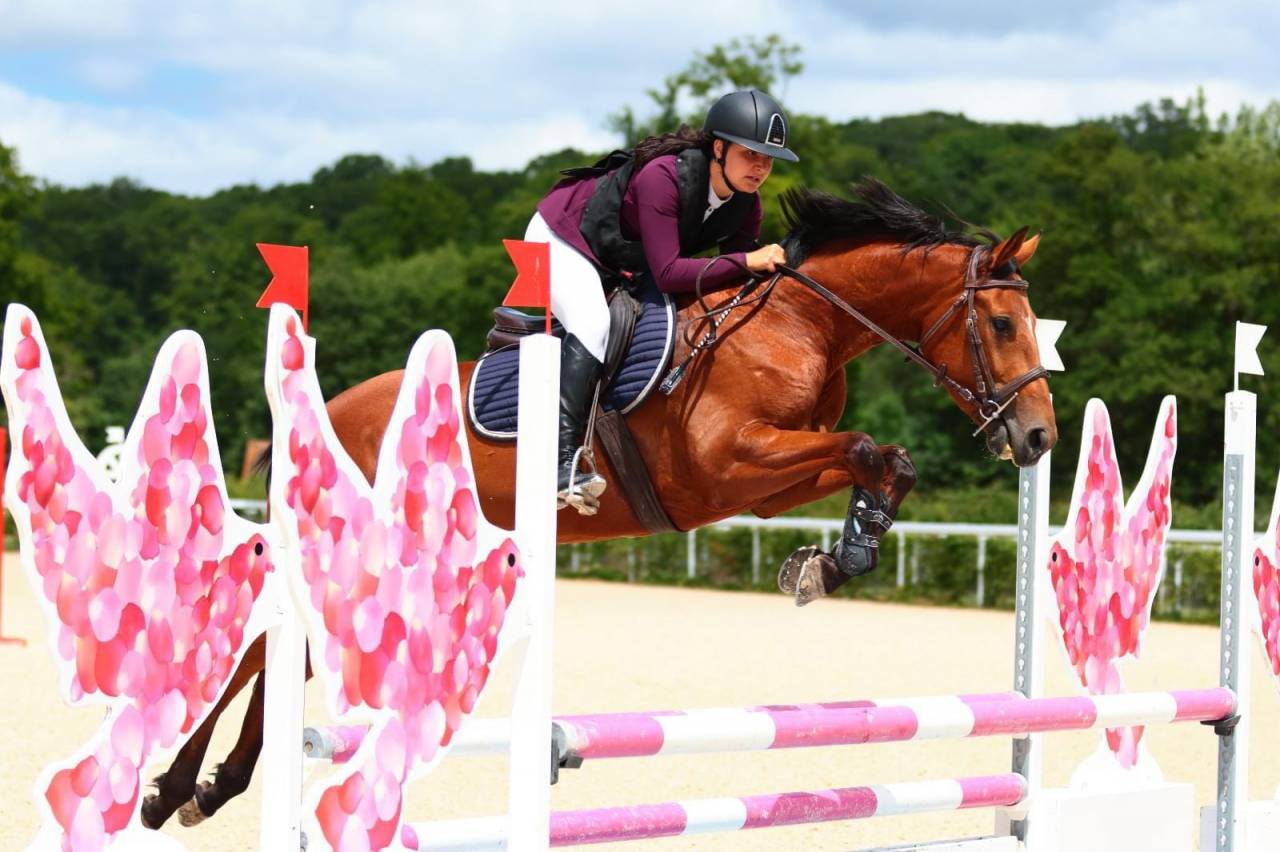 Mare Selle Français For sale 2019 Bay