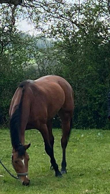 Mare Selle Français For sale 2019 Bay