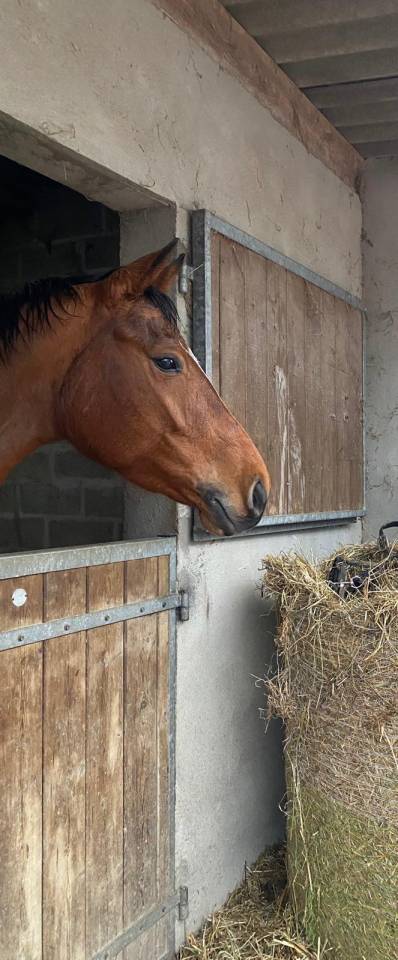 Mare Selle Français For sale 2019 Bay