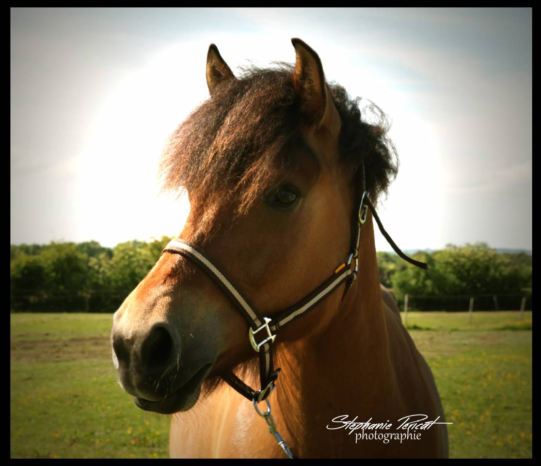 Gelding No Origin Recorded For sale 2020 Buckskin