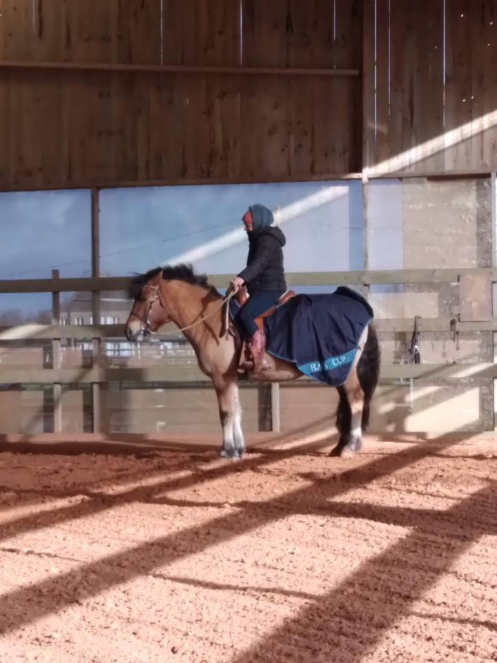 Gelding No Origin Recorded For sale 2020 Buckskin