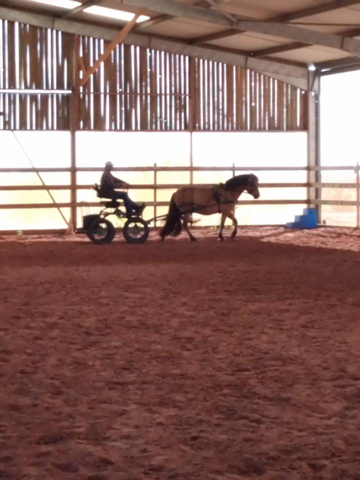 Gelding No Origin Recorded For sale 2020 Buckskin