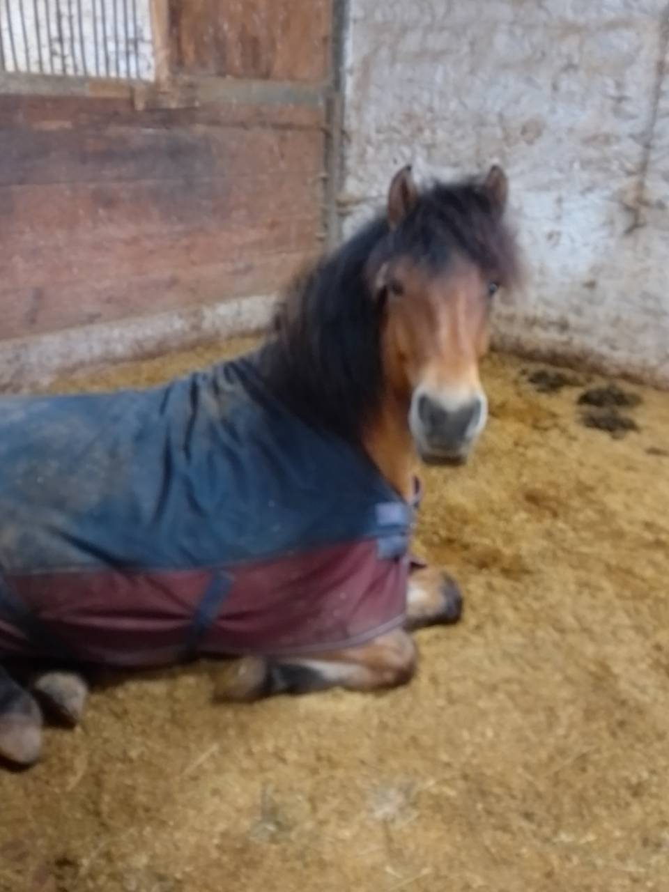 Gelding No Origin Recorded For sale 2020 Buckskin