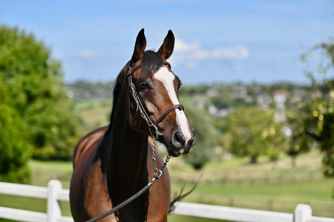 Mare Zangersheide For sale 2021 Bay