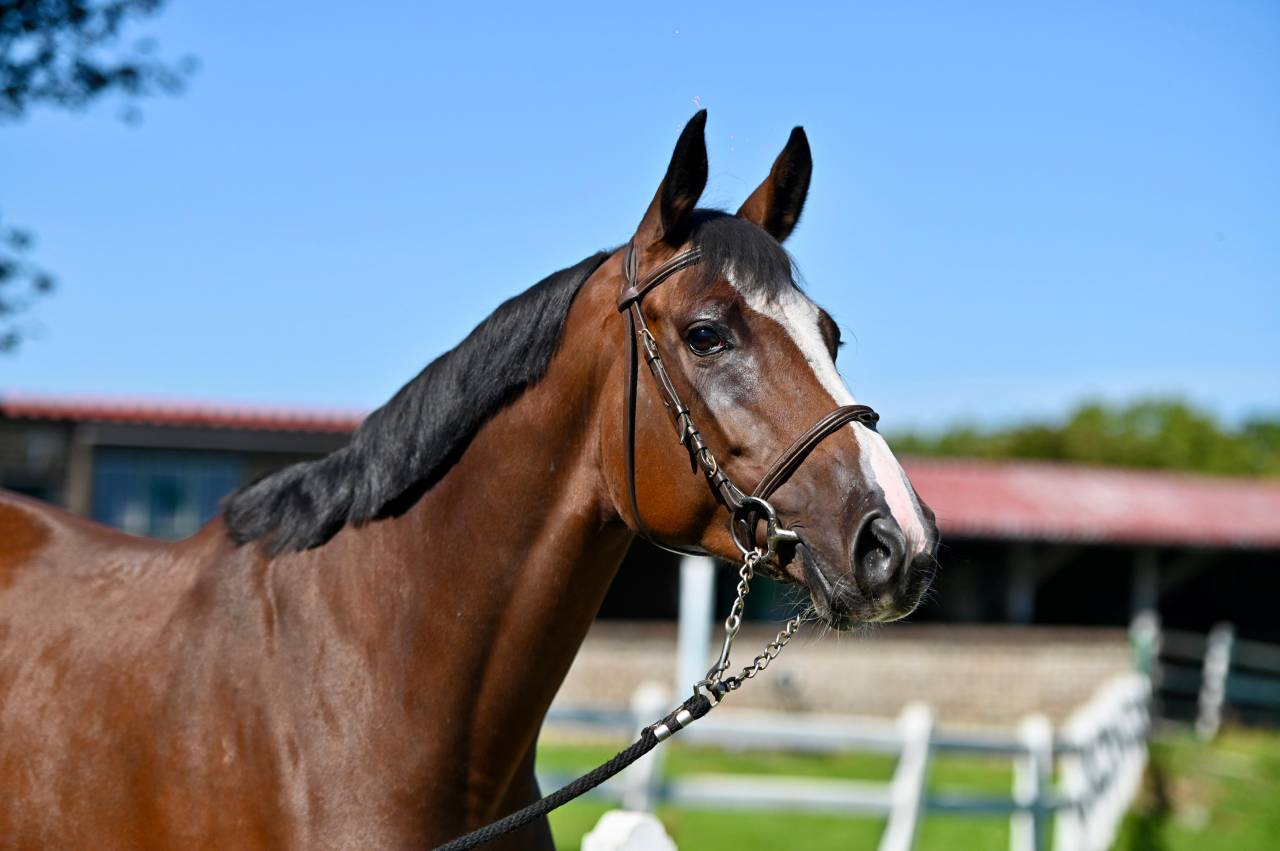 Mare Zangersheide For sale 2021 Bay