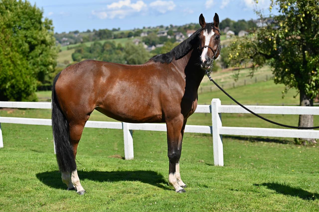 Mare Zangersheide For sale 2021 Bay