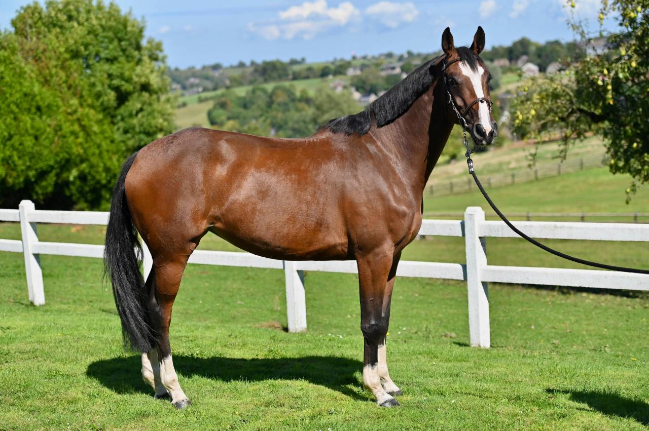 Mare Zangersheide For sale 2021 Bay