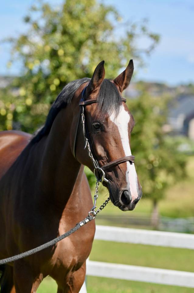 Mare Zangersheide For sale 2021 Bay