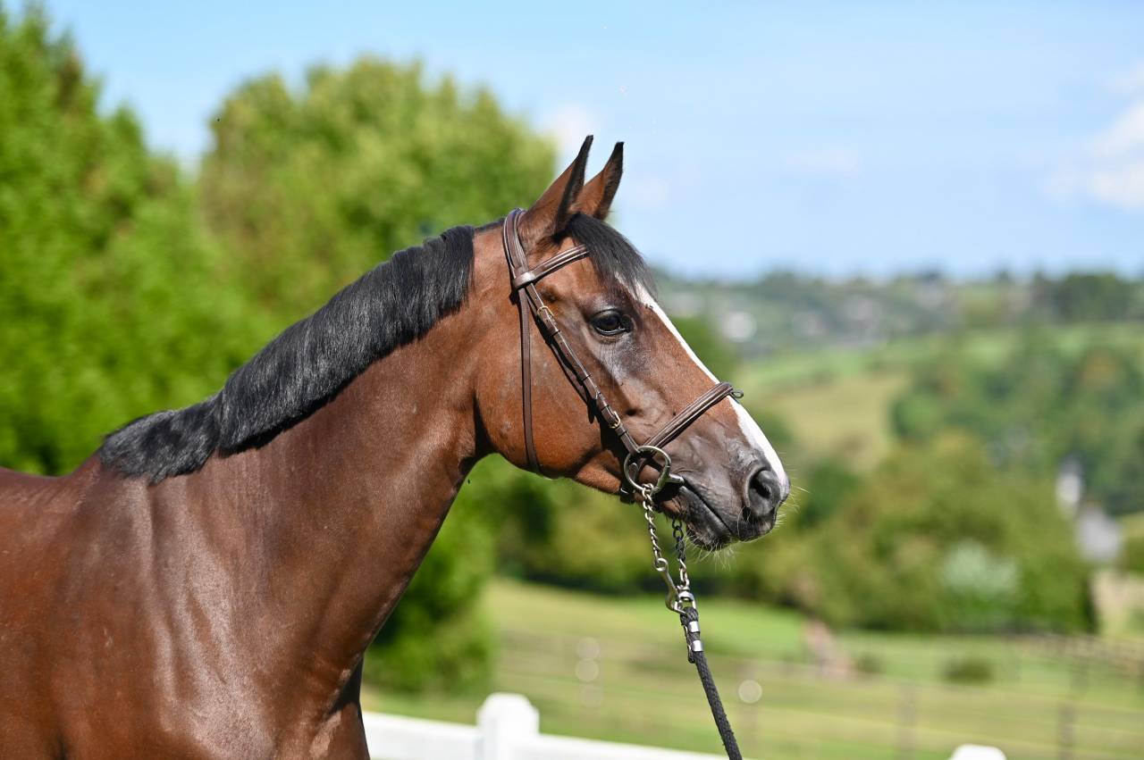 Mare Zangersheide For sale 2021 Bay