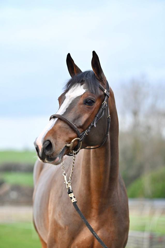 Mare Zangersheide For sale 2021 Bay