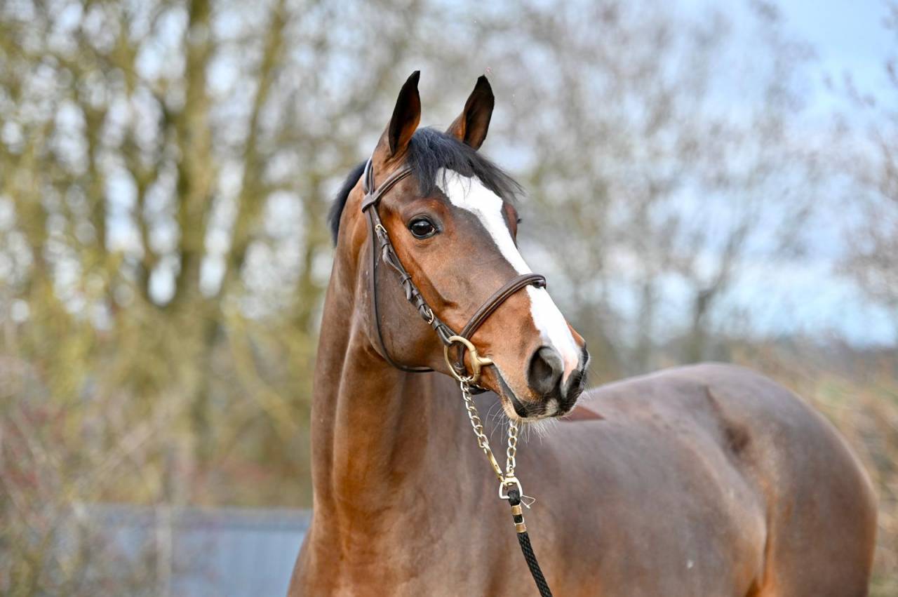 Mare Zangersheide For sale 2021 Bay