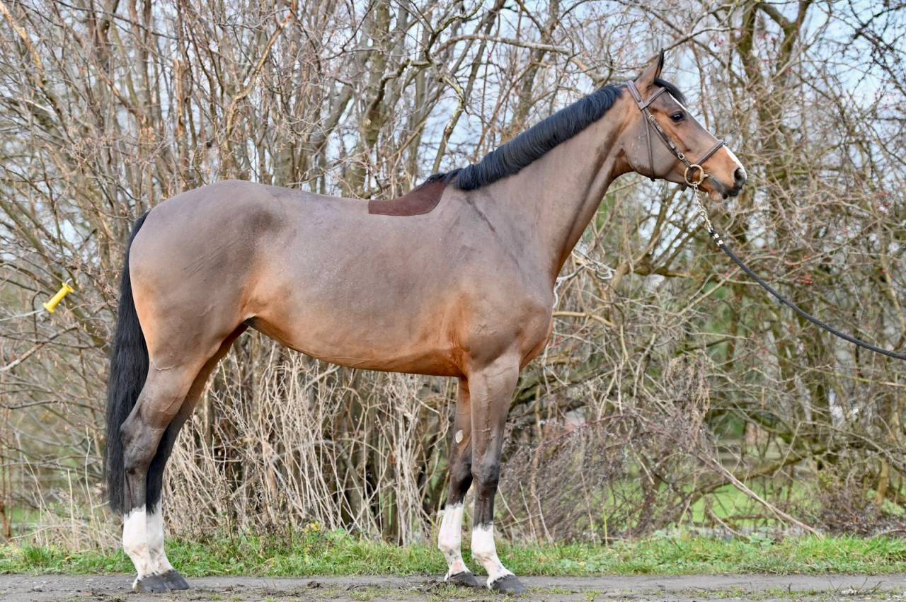 Mare Zangersheide For sale 2021 Bay