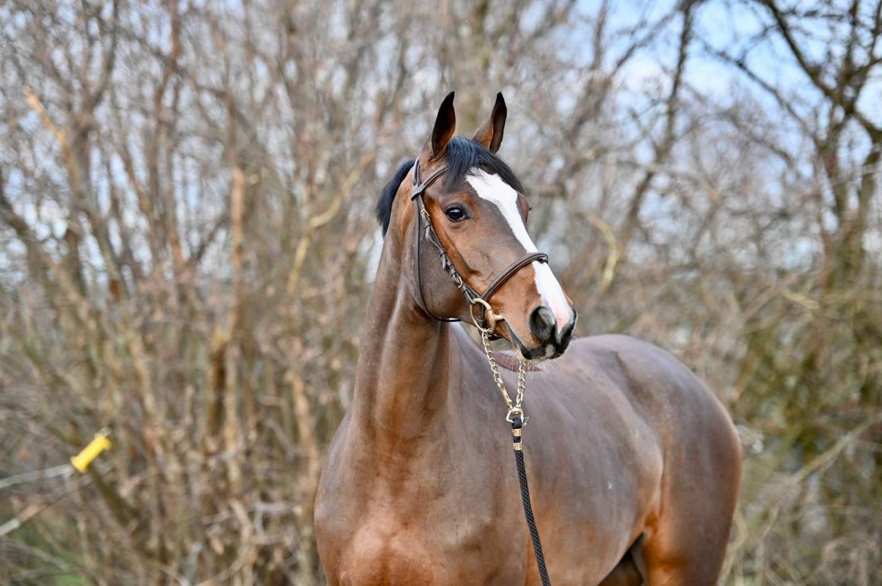 Mare Zangersheide For sale 2021 Bay