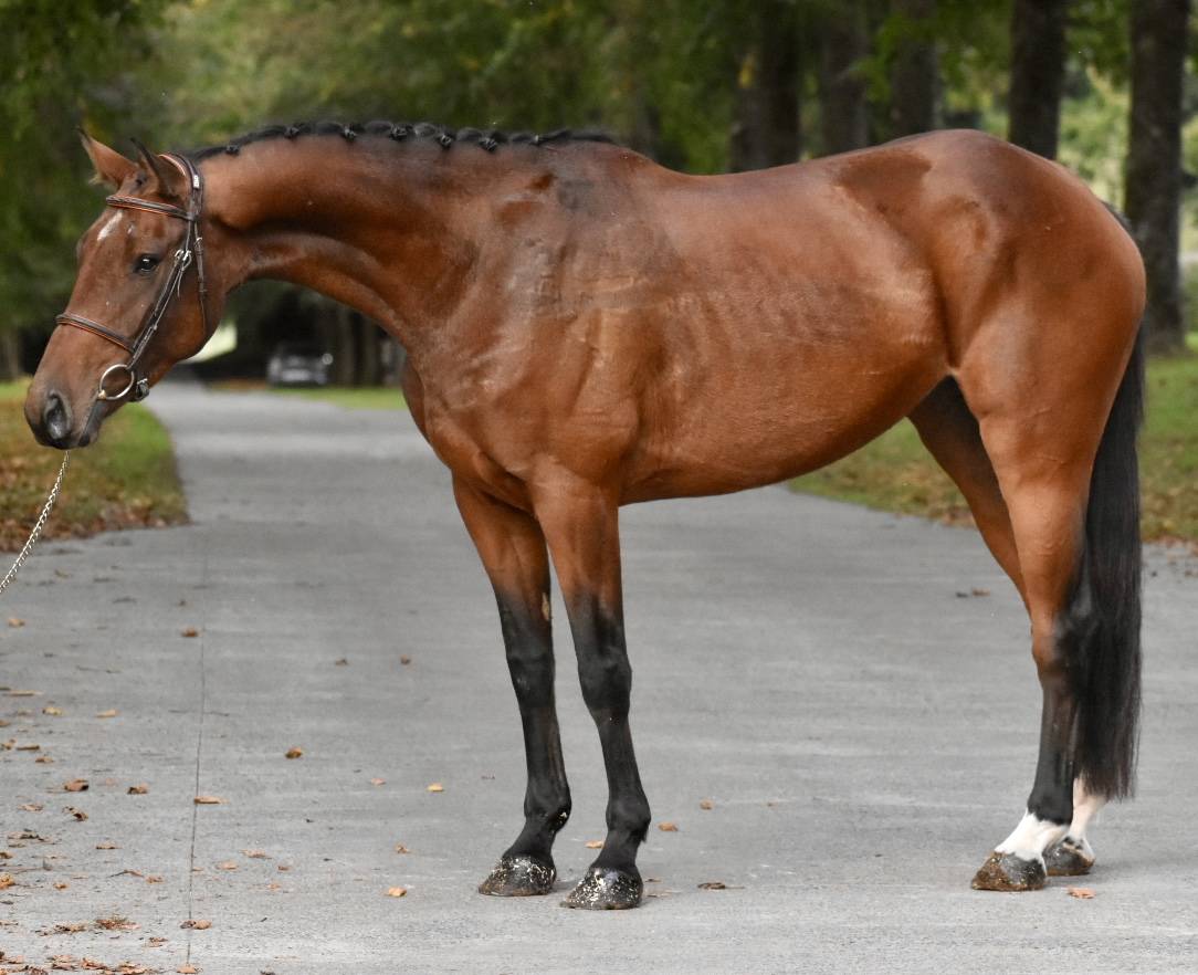 Mare BWP Belgian Warmblood For sale 2021 Bay