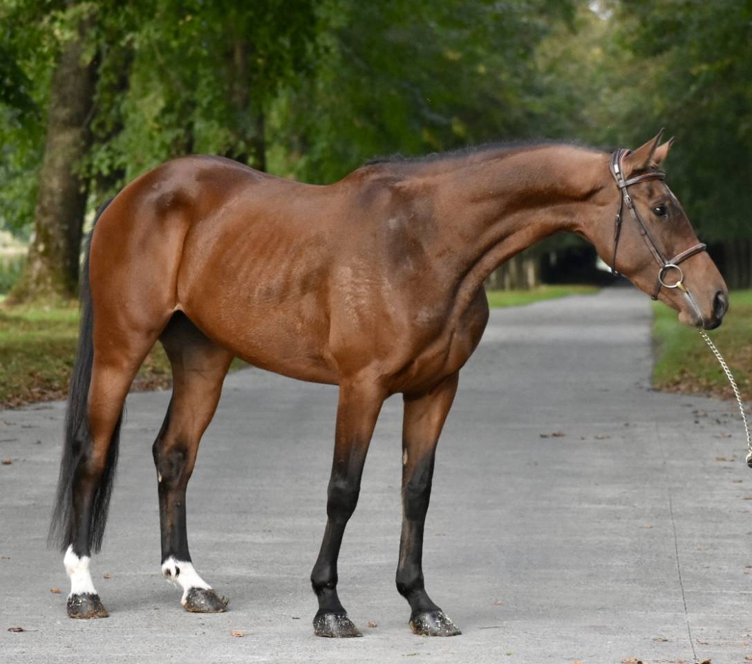 Mare BWP Belgian Warmblood For sale 2021 Bay