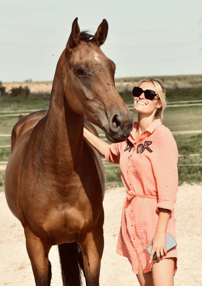 Mare BWP Belgian Warmblood For sale 2021 Bay