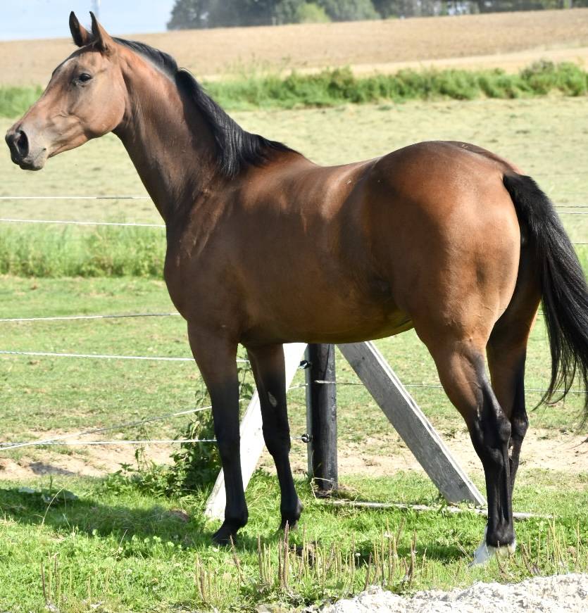 Mare BWP Belgian Warmblood For sale 2021 Bay
