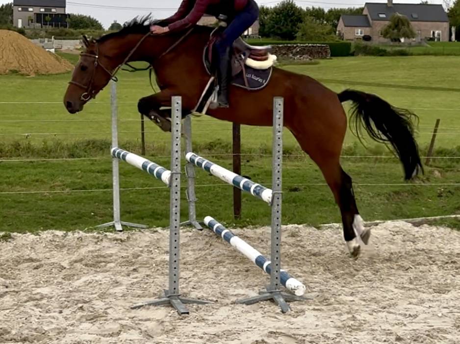 Mare BWP Belgian Warmblood For sale 2021 Bay