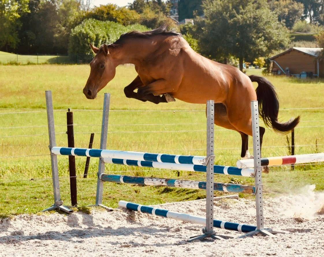 Mare BWP Belgian Warmblood For sale 2021 Bay