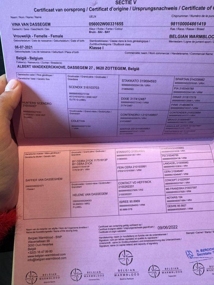 Mare BWP Belgian Warmblood For sale 2021 Bay