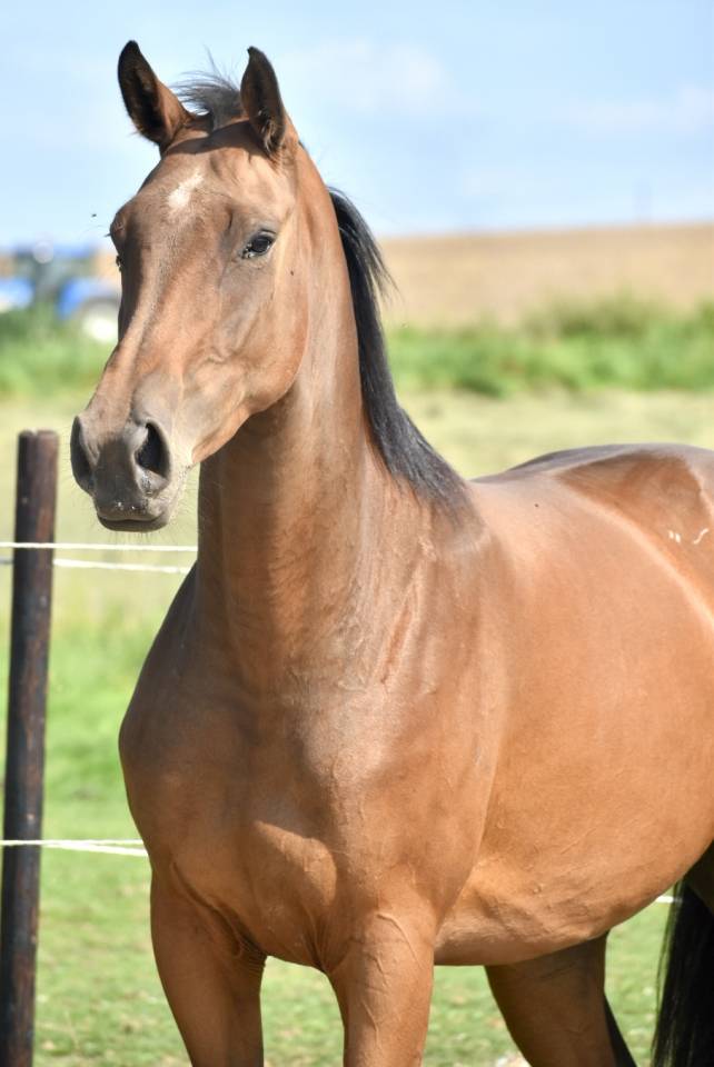 Mare BWP Belgian Warmblood For sale 2021 Bay