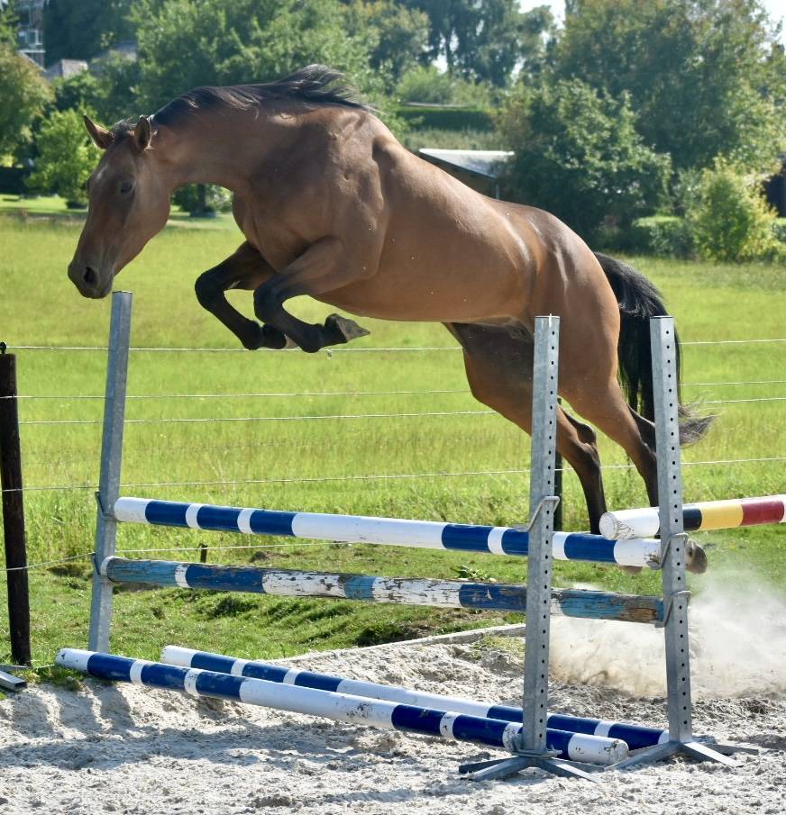 Mare BWP Belgian Warmblood For sale 2021 Bay