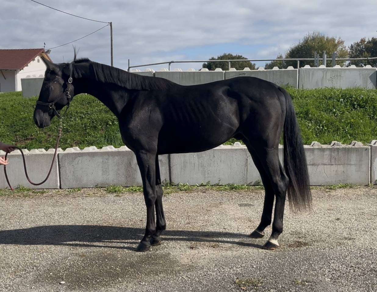 Gelding KWPN Dutch Warmblood For sale 2023 Black