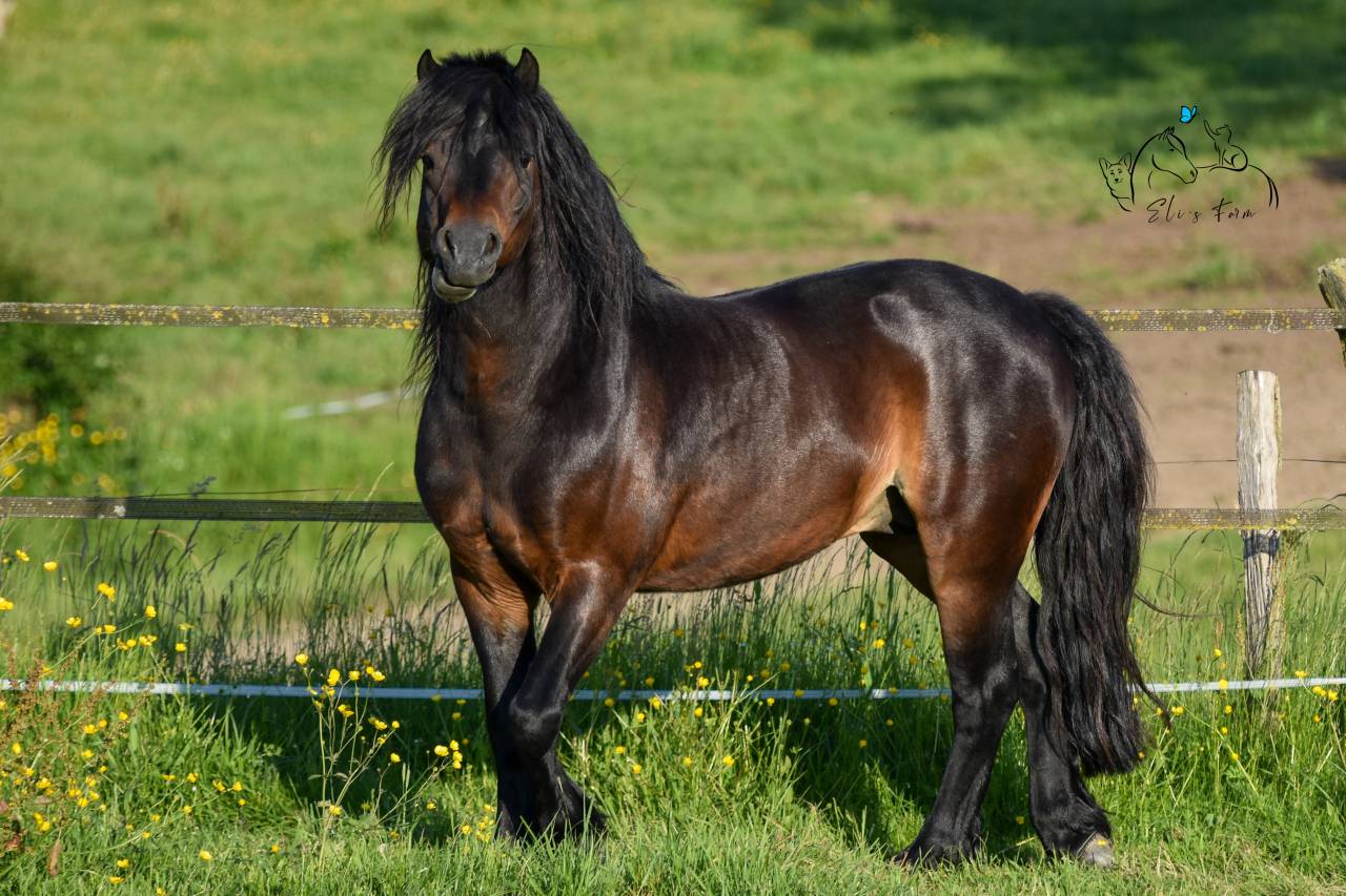 GIDEON DE LA MALLE - Dartmoor 2016 by Shilstone Rocks RIGADOON (GB)