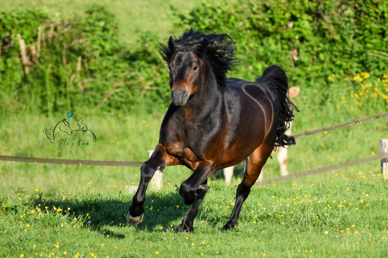 GIDEON DE LA MALLE - Dartmoor 2016 by Shilstone Rocks RIGADOON (GB)