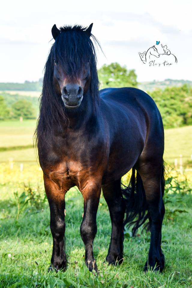 GIDEON DE LA MALLE - Dartmoor 2016 by Shilstone Rocks RIGADOON (GB)