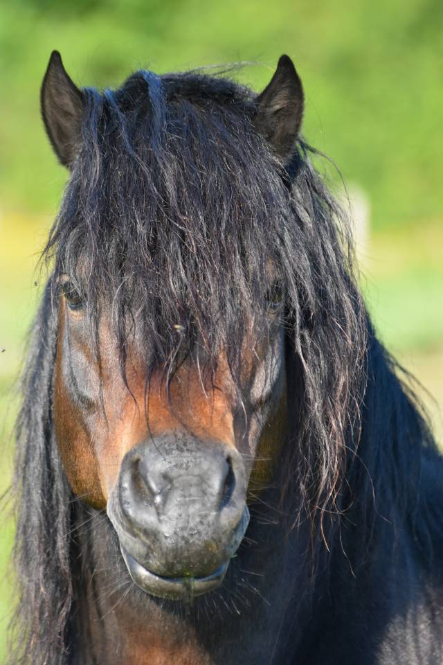 GIDEON DE LA MALLE - Dartmoor 2016 by Shilstone Rocks RIGADOON (GB)