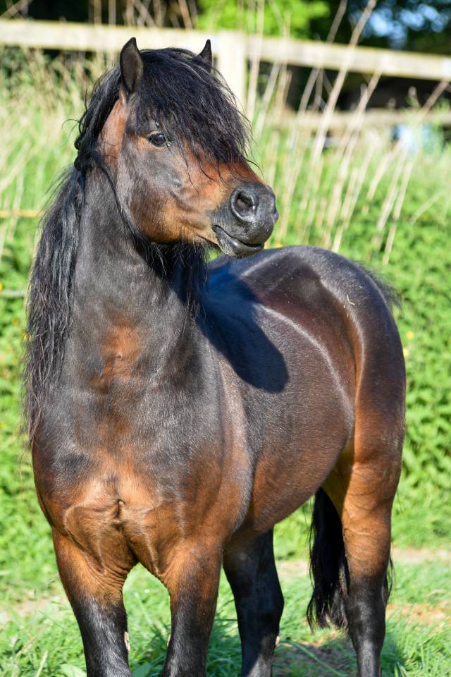 GIDEON DE LA MALLE - Dartmoor 2016 by Shilstone Rocks RIGADOON (GB)