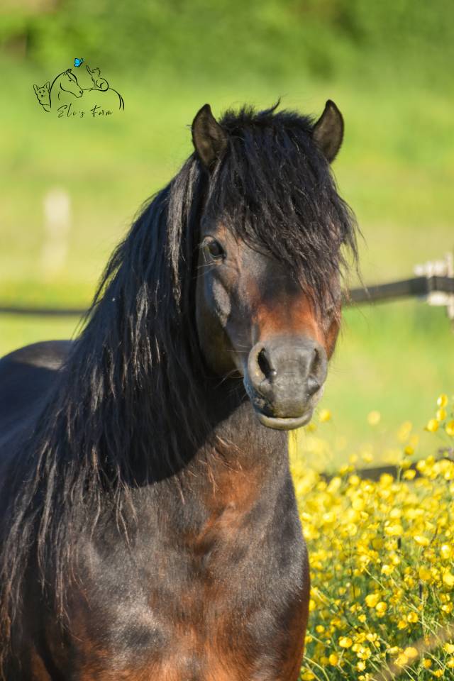 GIDEON DE LA MALLE - Dartmoor 2016 by Shilstone Rocks RIGADOON (GB)