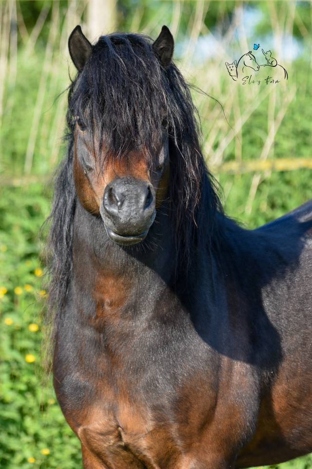 GIDEON DE LA MALLE - Dartmoor 2016 by Shilstone Rocks RIGADOON (GB)