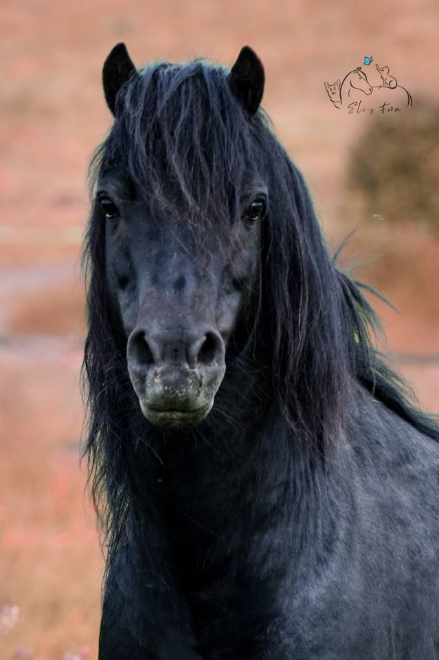 SHILSTONE ROCKS THUNDERHEAD 2 - Dartmoor 2006 by SR ATLANTIC GALE