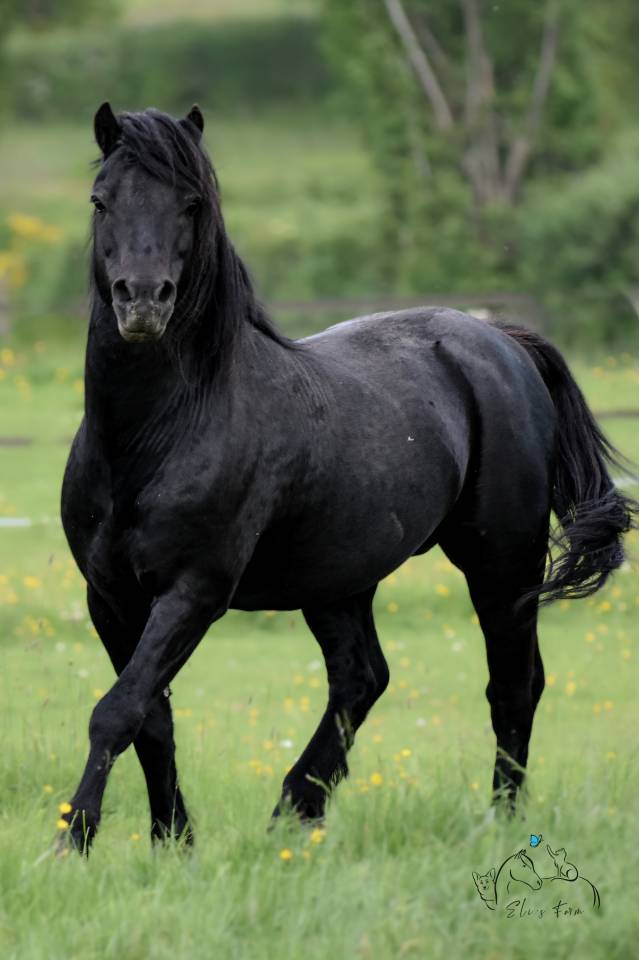 SHILSTONE ROCKS THUNDERHEAD 2 - Dartmoor 2006 by SR ATLANTIC GALE