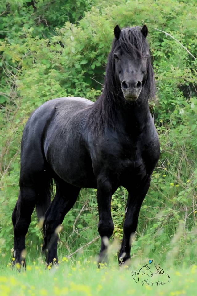 SHILSTONE ROCKS THUNDERHEAD 2 - Dartmoor 2006 by SR ATLANTIC GALE