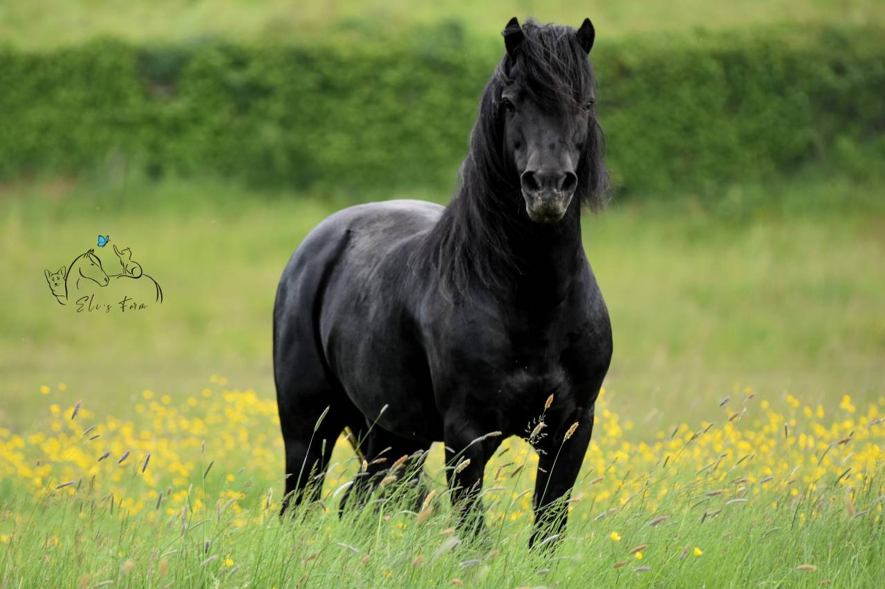 SHILSTONE ROCKS THUNDERHEAD 2 - Dartmoor 2006 by SR ATLANTIC GALE