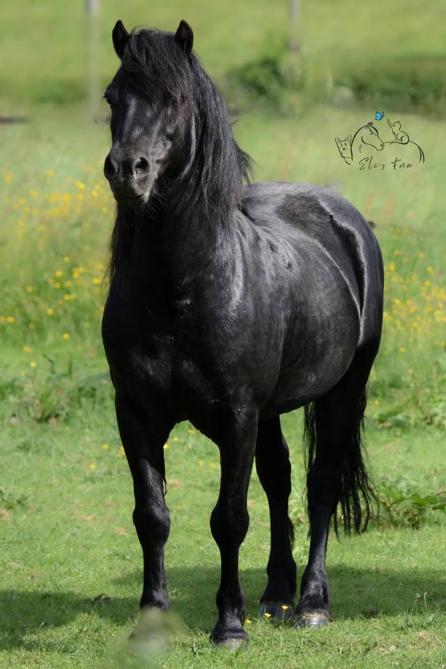 SHILSTONE ROCKS THUNDERHEAD 2 - Dartmoor 2006 by SR ATLANTIC GALE