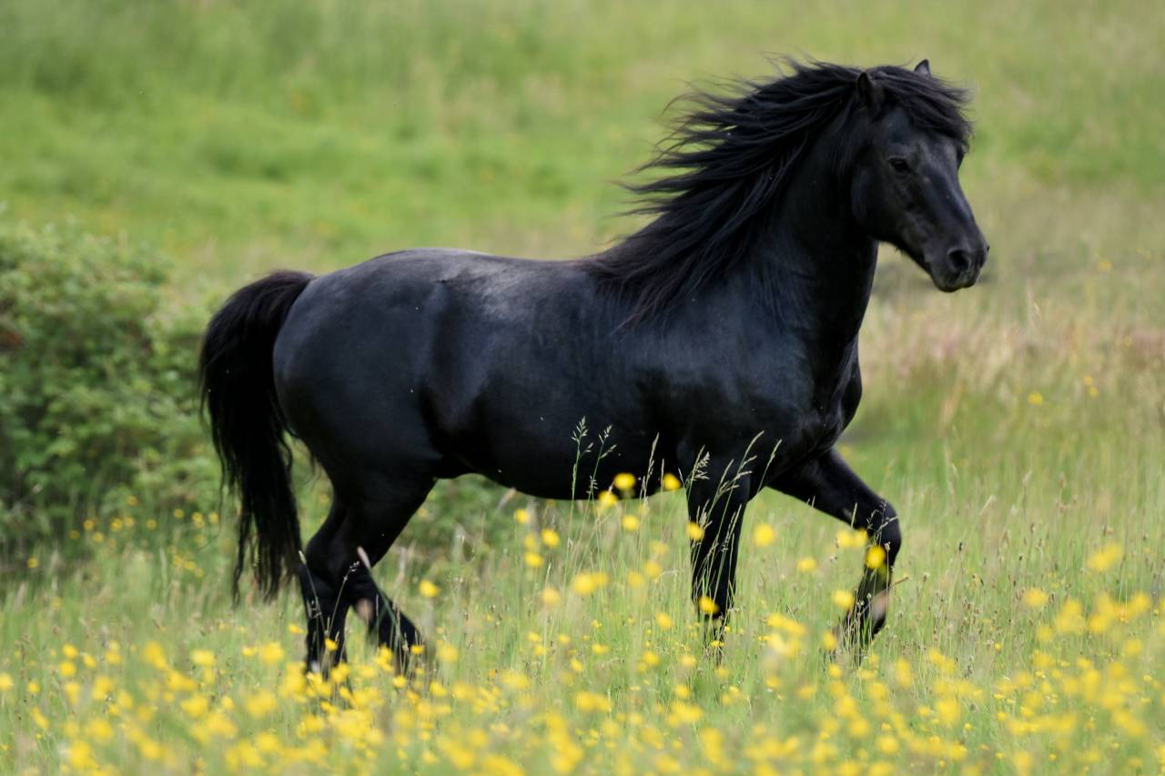 SHILSTONE ROCKS THUNDERHEAD 2 - Dartmoor 2006 by SR ATLANTIC GALE