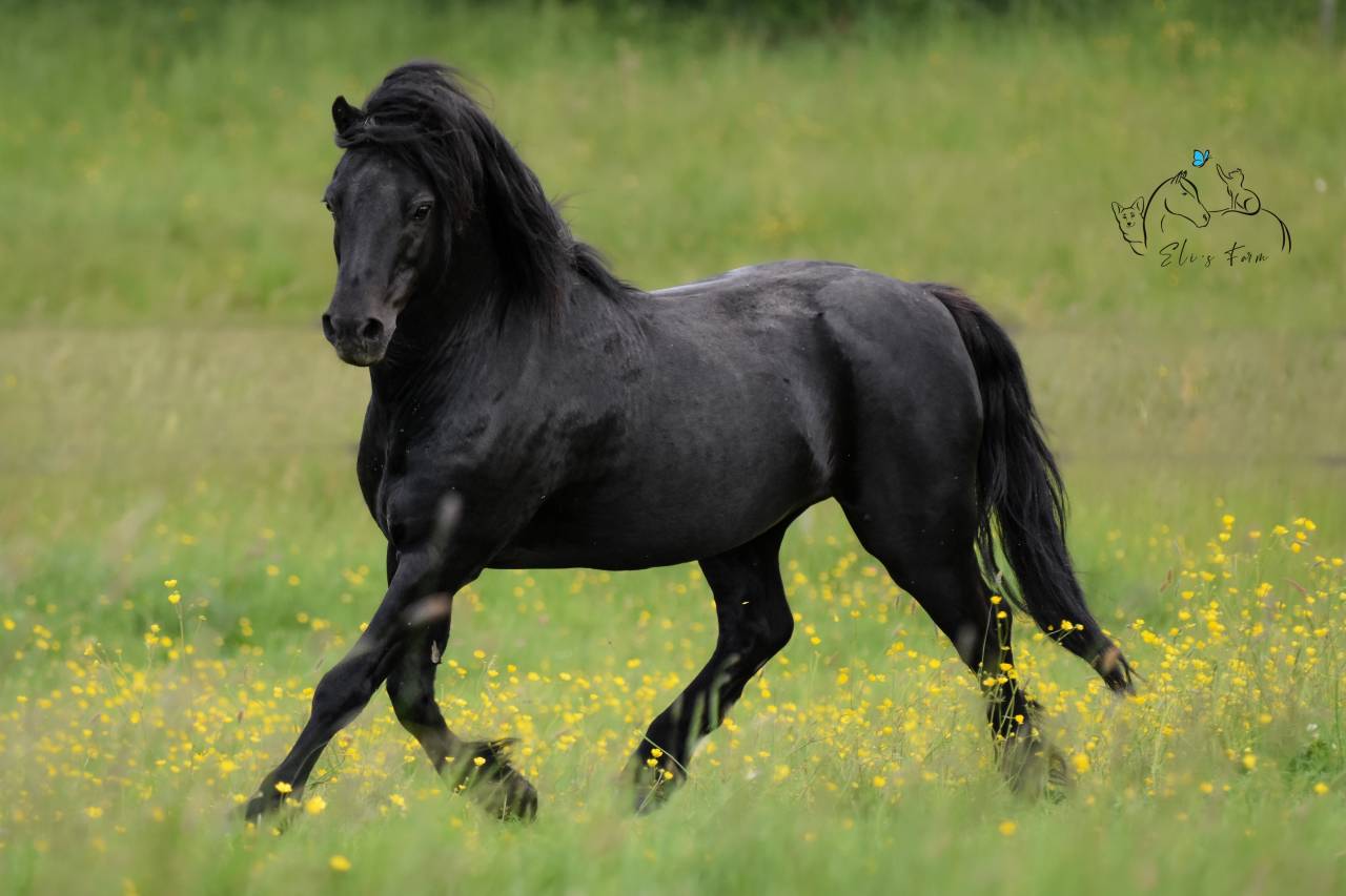 SHILSTONE ROCKS THUNDERHEAD 2 - Dartmoor 2006 by SR ATLANTIC GALE